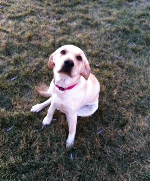 For Pets’ Sake Veterinary Clinic