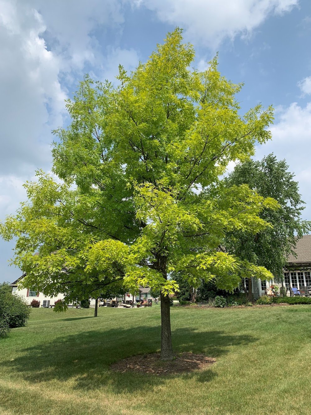 Affordable Tree Care
